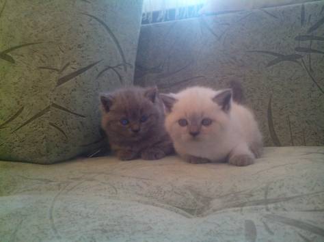 Британские короткошерстные котята, фотография 3