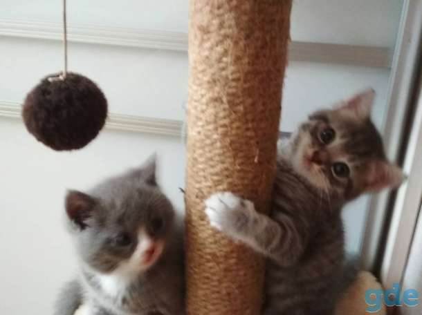 Британские котята, фотография 2
