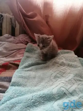 Котята, фотография 5