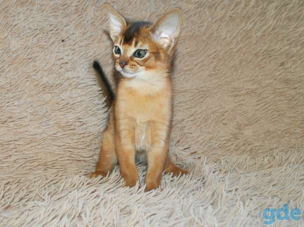 Абиссинский котенок, фотография 5