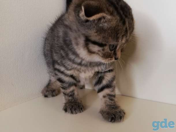 Шотландский вислоухий котенок, фотография 2