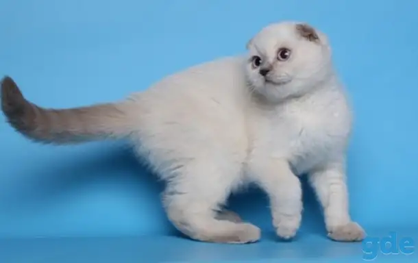 Шотландские котята, фотография 2