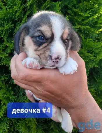 Щенки Бигля., фотография 2