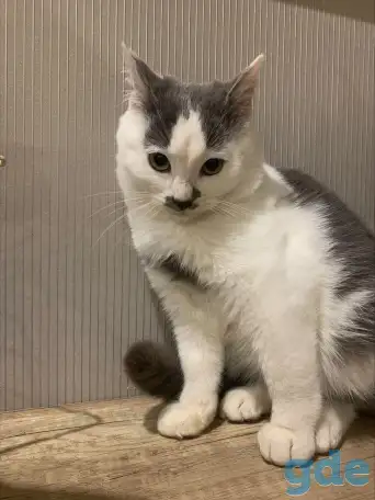 Котенок в дар, фотография 2