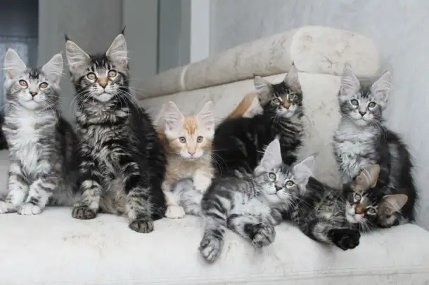Мейн-кун котята, фотография 6