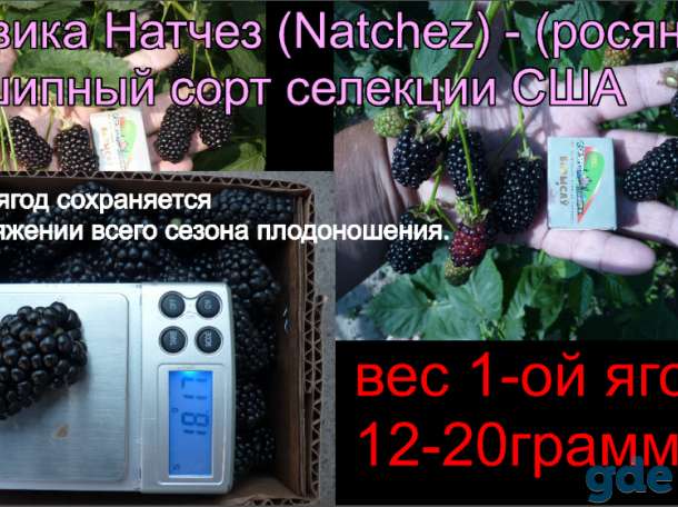Ежевика саженцы, фотография 3