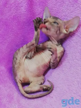 Котята Донского сфинкса, фотография 3