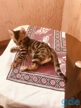 Бенгальские котята, фотография 6