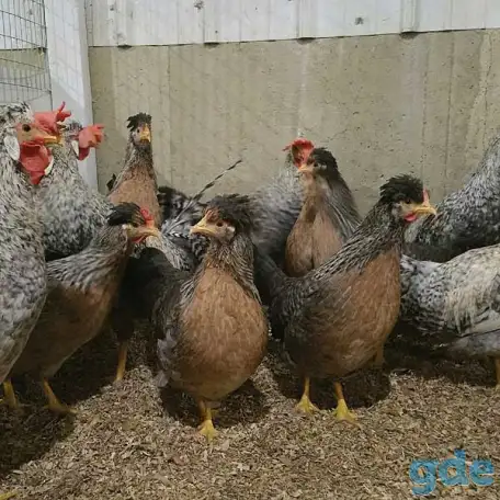 Куры несушки доставка по району, фотография 1