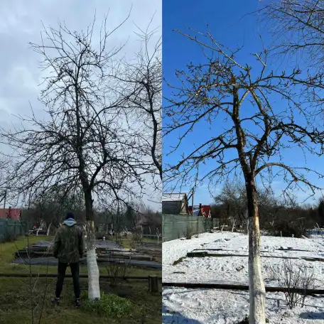 Обрезка плодовых деревьев, сада., фотография 4