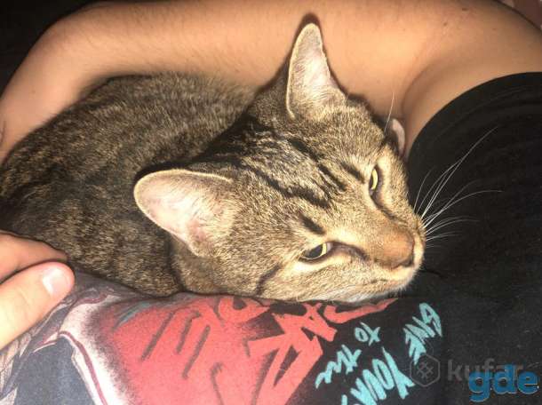 Кот 