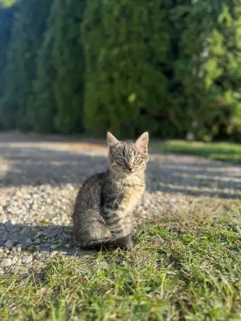 Котята в добрые руки, фотография 3