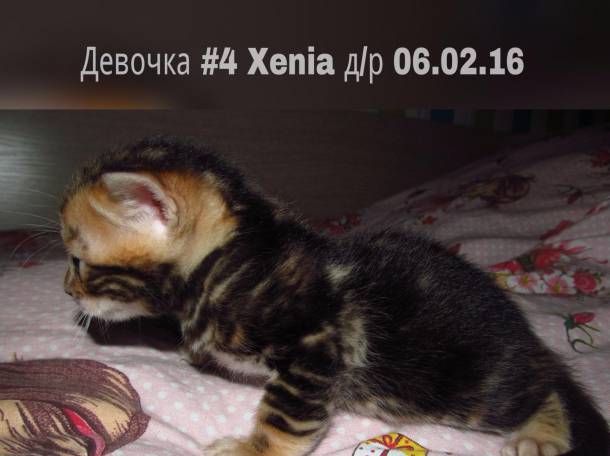 Бенгальские котята, фотография 1