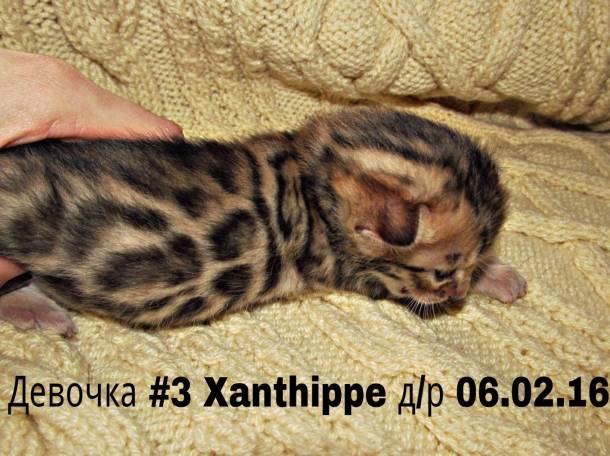 Бенгальские котята, фотография 8