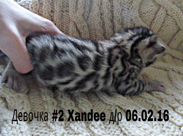 Бенгальские котята, фотография 9