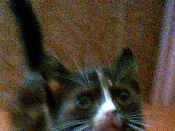 Котёнок., фотография 1