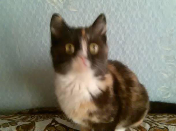 Котёнок., фотография 2