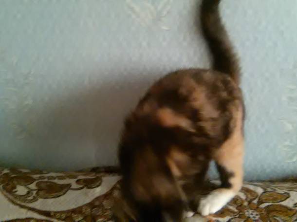 Котёнок., фотография 3