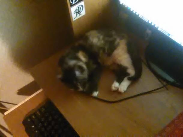 Котёнок., фотография 5