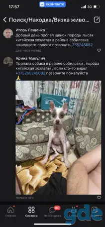 Пропала собака, фотография 1
