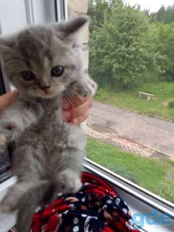 Шотландские котята, фотография 2