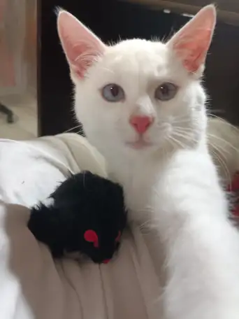 Котенок срочно ищет дом, фотография 1
