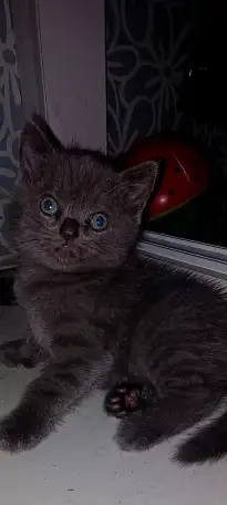 Котята британцы, фотография 6