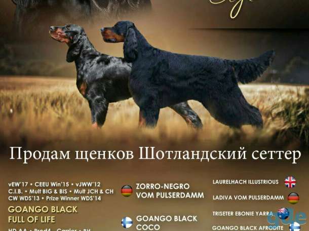 Щенки. Шотландский сеттер (гордон сеттер) Setter Gordon, фотография 2