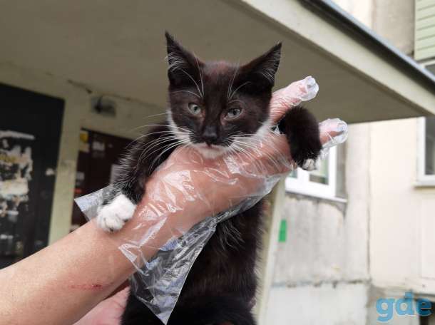 Котенок Кноп ищет дом и семью!, фотография 1