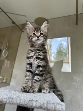 Крупный мальчик мейн-кун, фотография 1