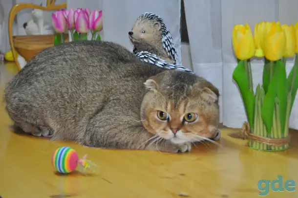 Шотландский кот, фотография 1