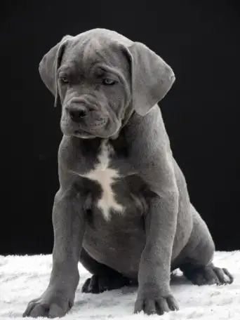 Щенки кане корсо, фотография 5