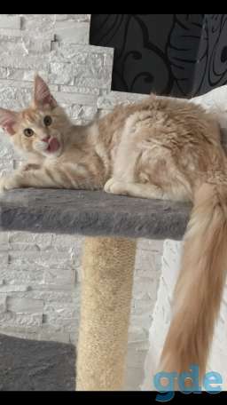 Котёнок мейн-кун, фотография 6