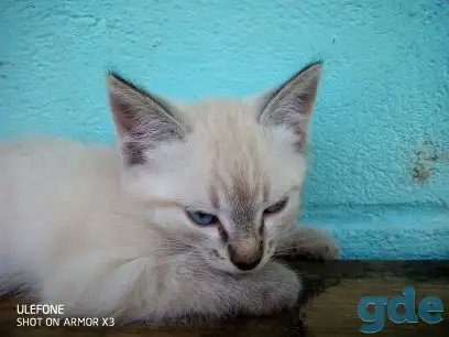 Котенок даром, фотография 3