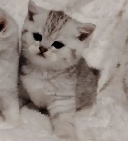 Шотландские котята., фотография 8