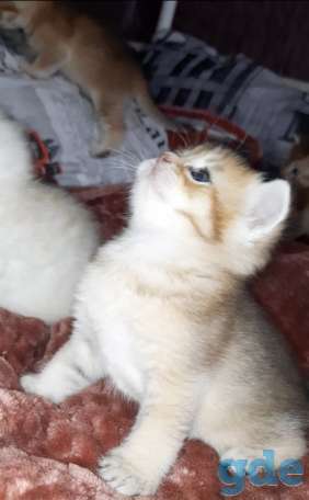 Шотландские котята, фотография 2