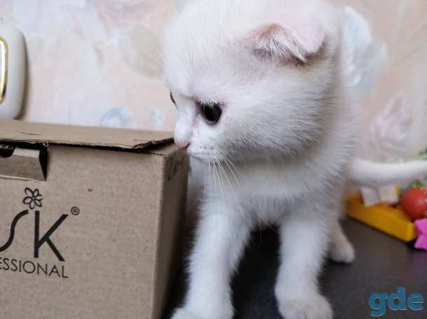 Породистые котята, фотография 4