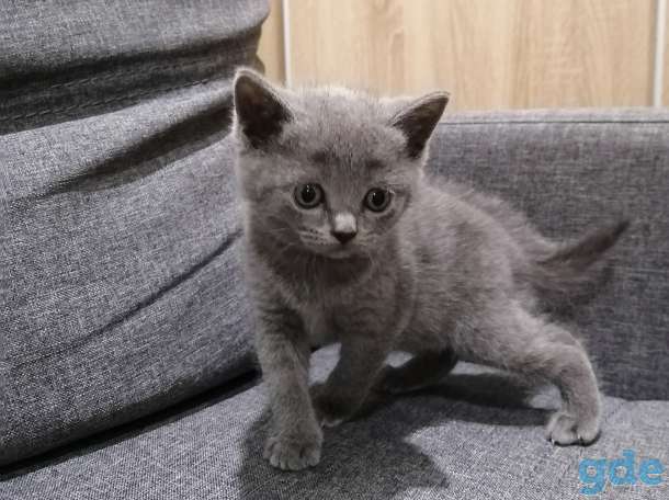 Британские котята, фотография 4
