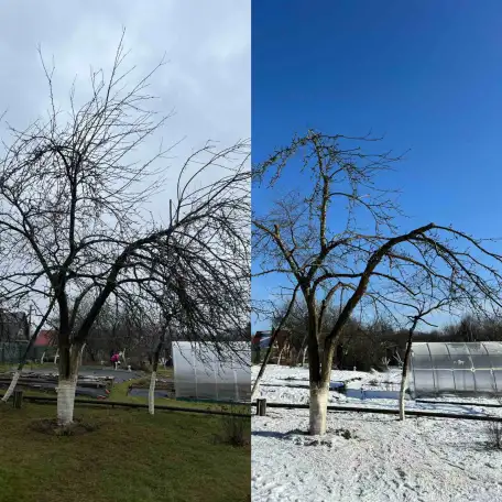 Обрезка плодовых деревьев, сада., фотография 1
