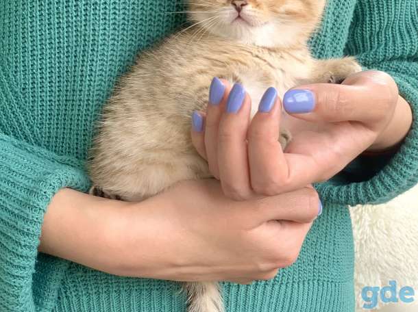 Шикарный шотландский котёнок, фотография 8