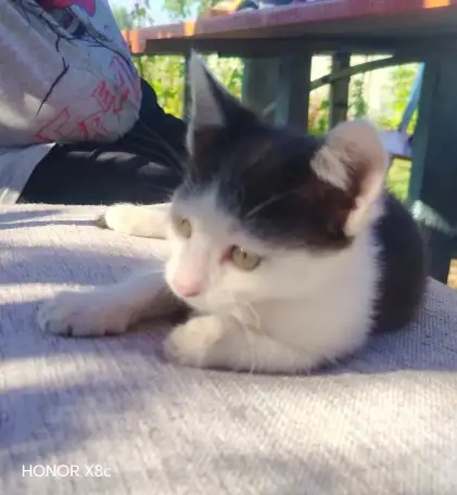 Милые котята ищут дом, фотография 2