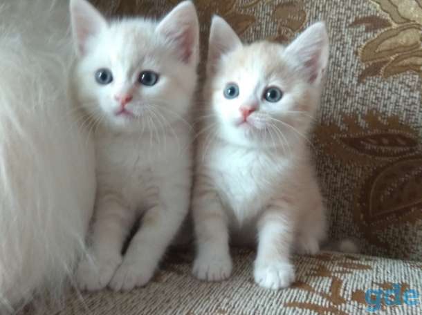 Британские котята, фотография 8