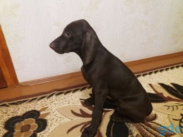 Продам щенка курцхаар мальчик, фотография 1