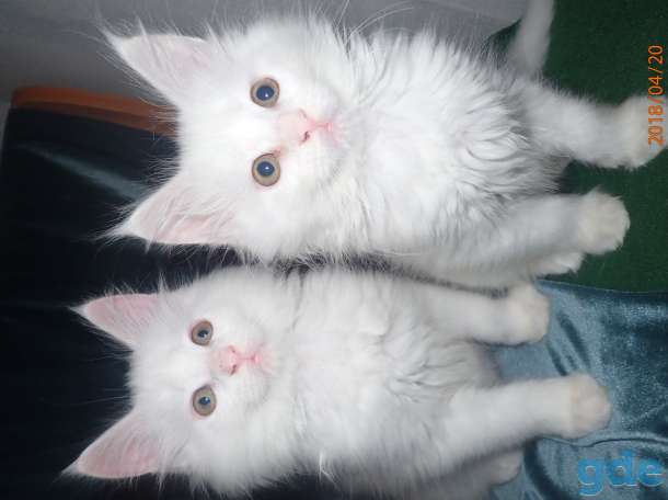 Котята породы Мейн Кун, фотография 8