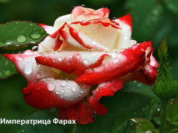 Розы чайногибридные, шрабы, спреи., фотография 1