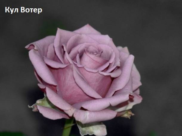 Розы чайногибридные, шрабы, спреи., фотография 2