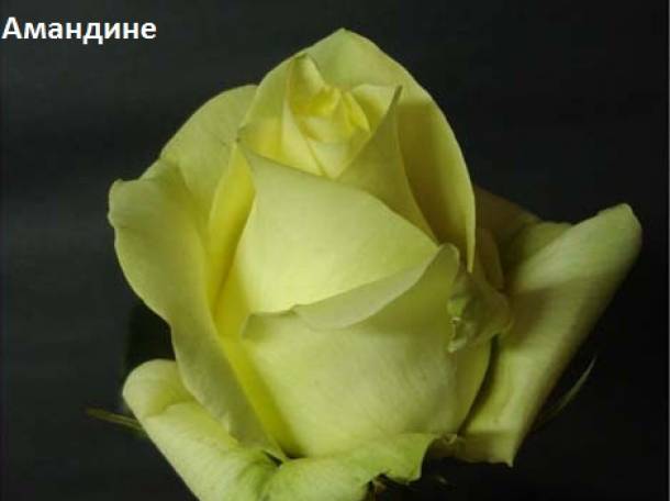 Розы чайногибридные, шрабы, спреи., фотография 3