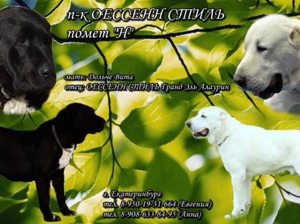 Щенки среднеазиатской овчарки. Питомник. Племенное качество., фотография 2