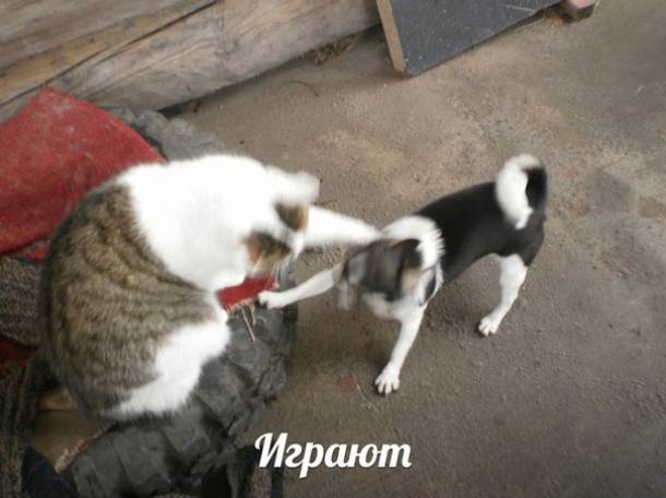 Чихуахуа вязка, фотография 5