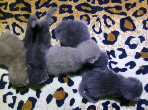 Британские котята, фотография 2
